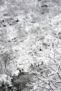 雪
