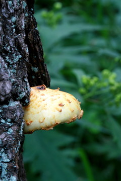 野生菌
