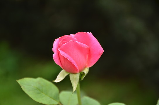 月季花