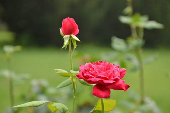 月季花