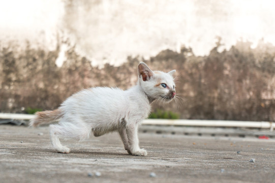 小貓