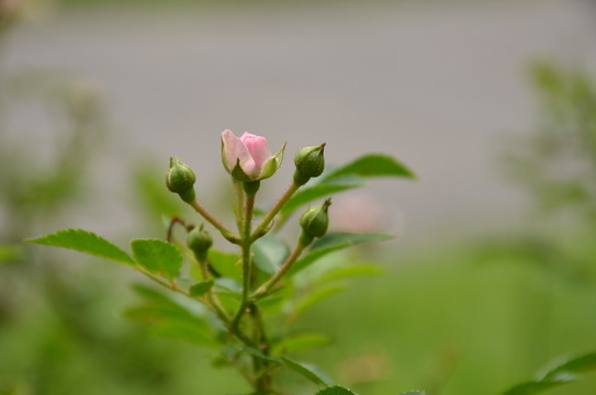 月季花