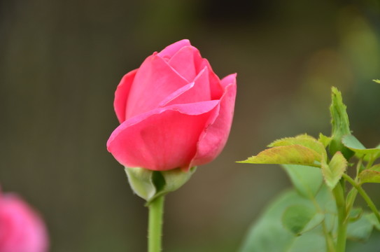 月季花