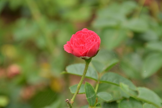 月季花