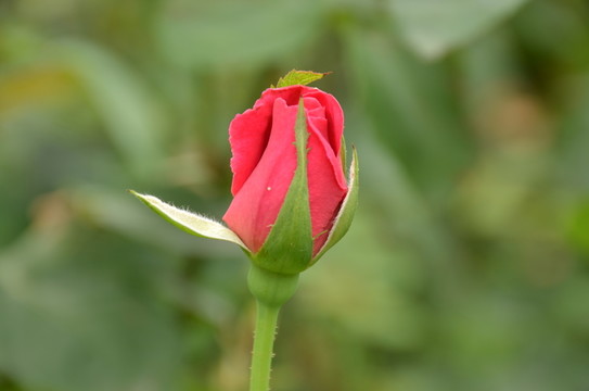 月季花