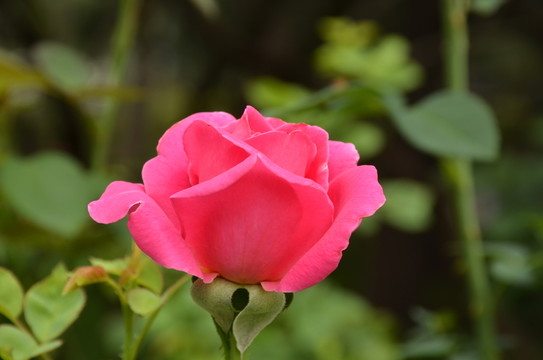 月季花