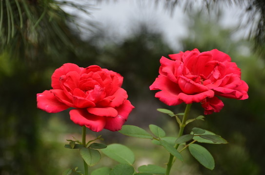 月季花