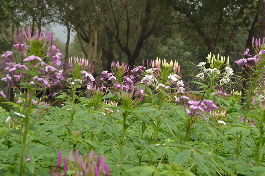 醉蝶花