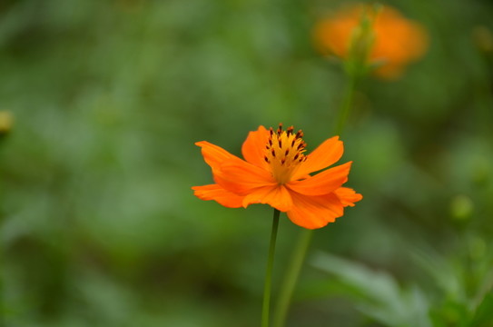 硫華菊