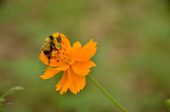 硫華菊