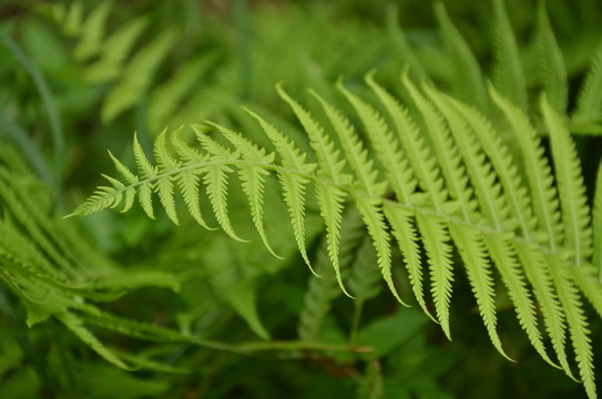 蕨類枝葉