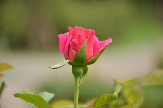 月季花