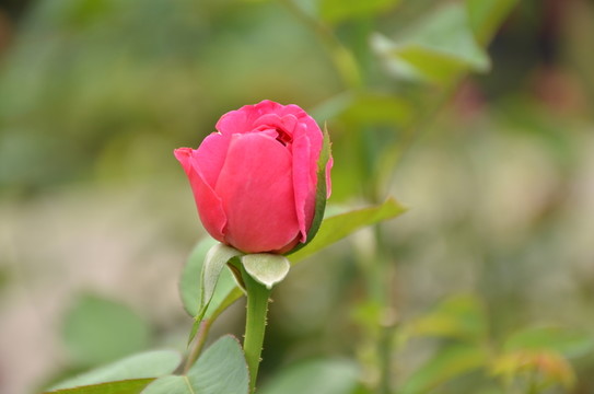 月季花
