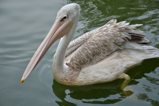 鵜鶘 鳥