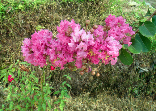 紫薇花