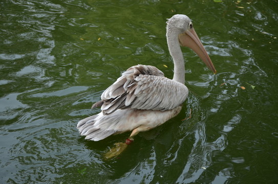 鵜鶘 鳥