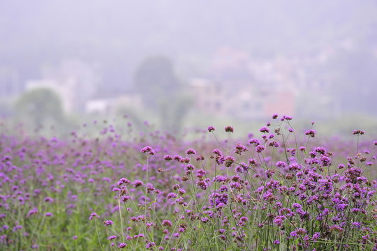 花園