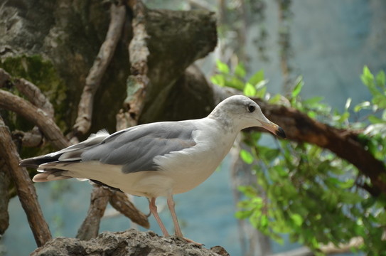 鳥