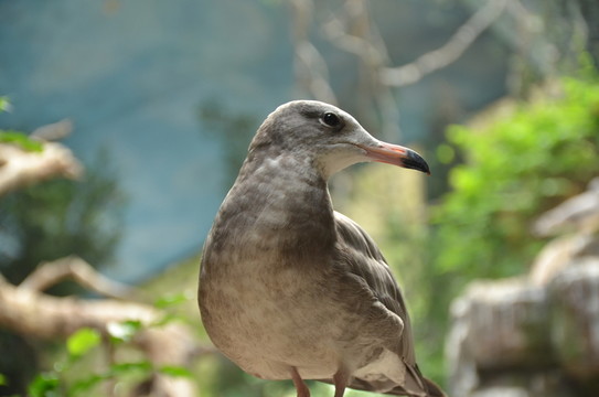 鳥