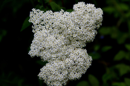百花 繁花 簇