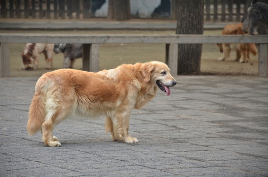 狗