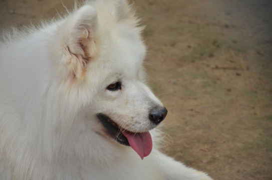 狗