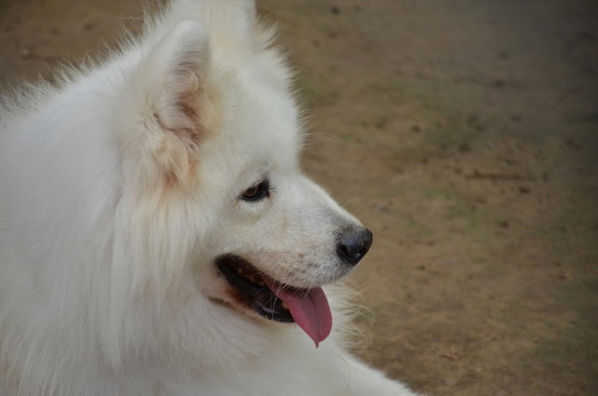 狗