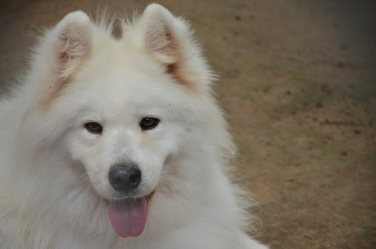 狗
