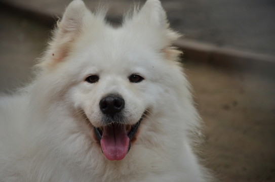 狗