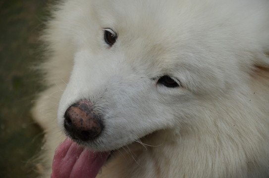 狗
