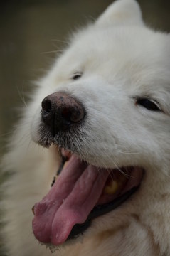 狗