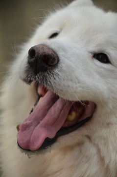 狗