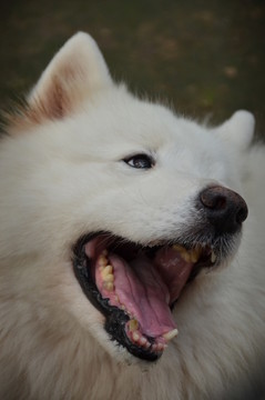 狗
