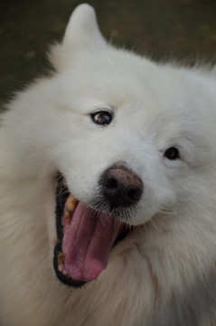 狗