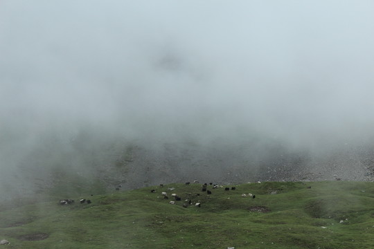 高山草地云海