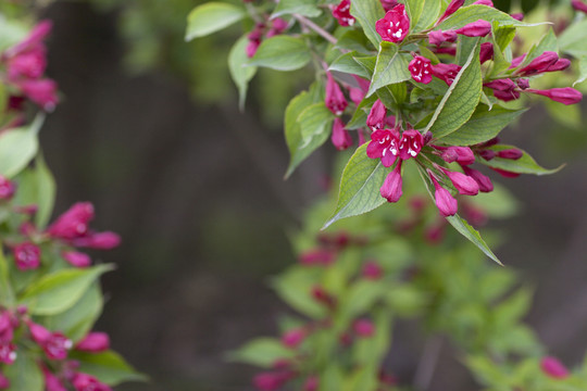 錦帶花