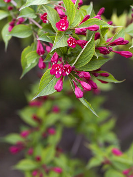 錦帶花