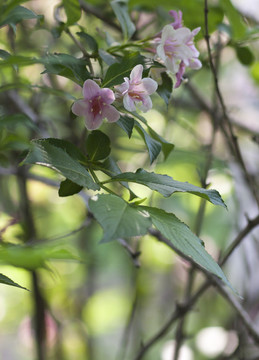 錦帶花