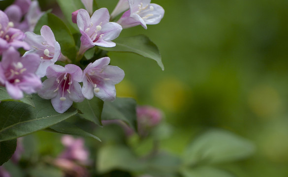 錦帶花