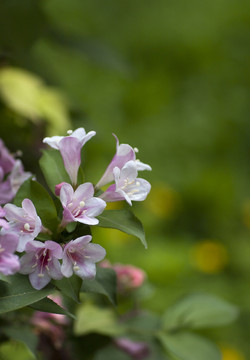 錦帶花