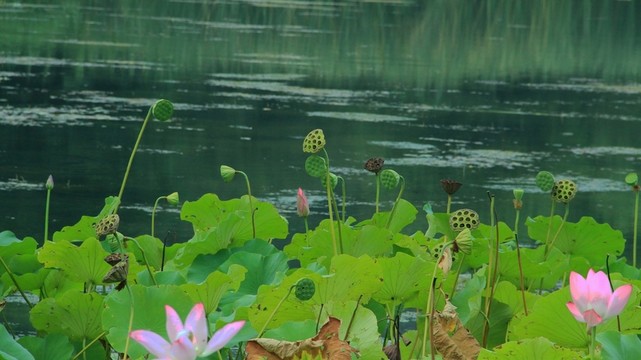 蓮蓬