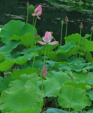 荷花