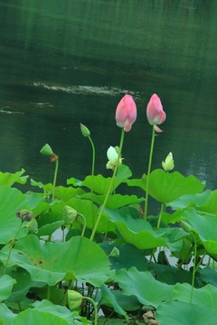 荷花池