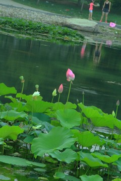 荷花池