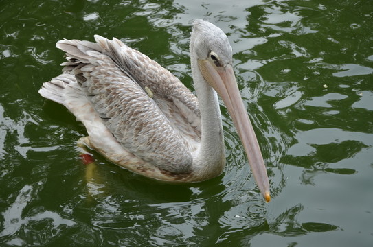 鵜鶘