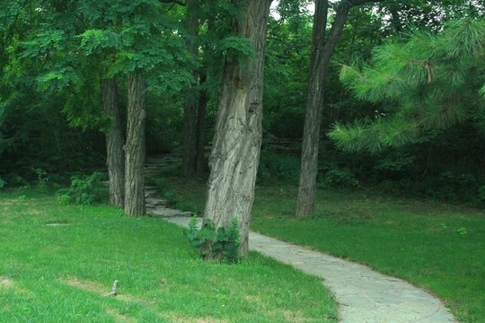 樹(shù)林小路