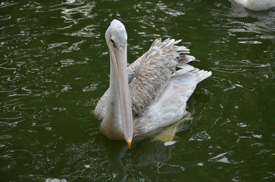 鵜鶘