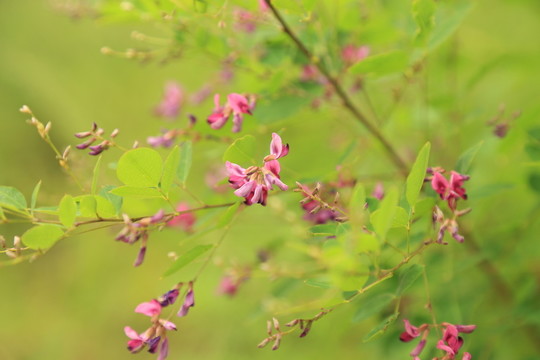 野生紫槐