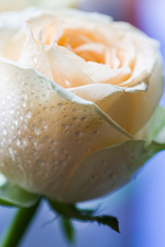 玫瑰花