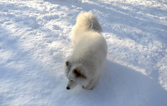 大雪地中的狗